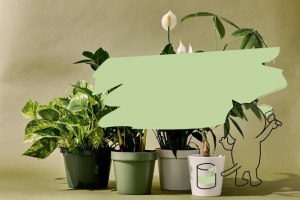 Как защитить комнатные растения при ремонте квартиры?