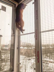 Что придумать, чтобы кот не упал с балкона?