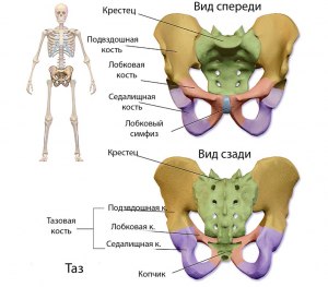 Что такое гинекоидный таз?