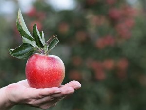 Что будет с организмом если съедать одно яблоко каждый день?