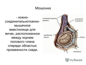 Полоска, рубец, шов посередине мошонки, яичек у мужчины, парня - что это?