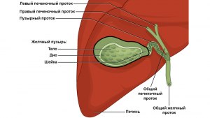 Желчный пузырь это часть эндокринной системы или нет? Почему?