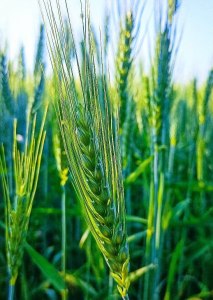 Что такое Triticum Vulgare Germ Extract? Как влияет на волосы, кожу головы?