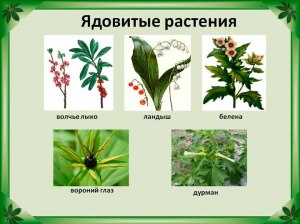 Есть ли лекарственные комнатные растения?