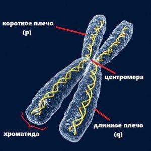 Почему гаплогруппа Y-хромосомы наследуется только по мужской линии?