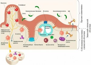 Как связаны иммунитет и кишечник?