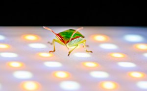 Как светодиодные лампы влияют на зрение?