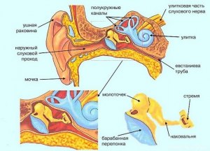 Почему ушная раковина людей и животных имеет именно такую форму?