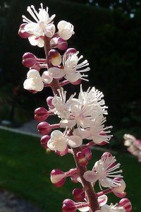 Растение цимицифуга, когда женщинам полезен экстракт с цимицифугой?