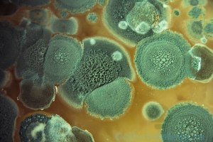 Все ли виды гриба пенициллина обладают антибактериальным эффектом?