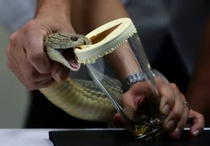 Можно ли пить змеиный яд?