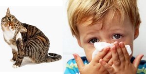 У жены и ребенка аллергия на кошку, что порекомендуете делать?