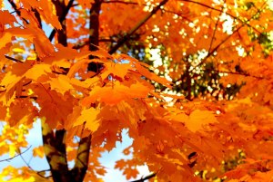 Почему осенняя пора считается одной из самых опасных для психики?