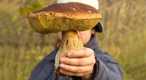 Какие грибы нельзя есть с алкоголем? Что произойдёт?