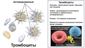 Если сдал кровь, можно ли до этого срока сдать плазму, или тромбоциты?