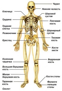 Сколько у взрослого человека костей?