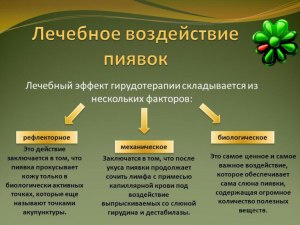 В чем польза пиявок?