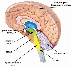 Какие функции человеческого организма не подвластны деятельности мозга?