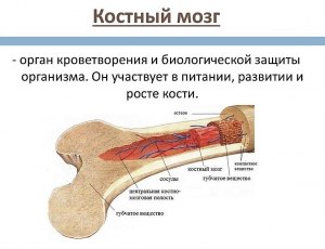 Донору костного мозга какую процедуру проводят?