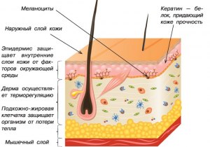 Как выглядят чистые кожные покровы?