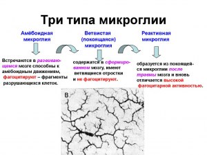 Какие функции выполняют клетки микроглии?