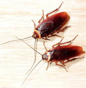 Вредна ли отрава от тараканов для людей, не опасно ли травить тараканов?