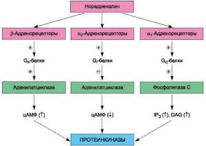На что действуют адреномиметики?