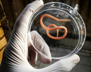 Как часто человеку нужно проходить курс дегельминтизации?