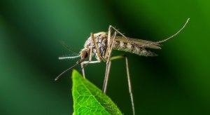 Что переносят комары? Есть ли опасные инфекции?