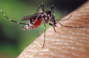 Почему комары одних людей кусают чаще, а других в упор не замечают?