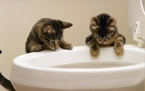 Вредна ли пыль кошачьего туалета?
