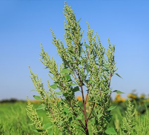 Как определить, на какую траву аллергия после кошения травы на даче?
