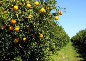 Помогают ли апельсины забеременеть, апельсины от бесплодия?