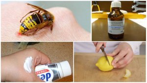 Как быстро снять боль от укуса осы "дачными" средствами, без лекарств?