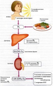 Как витамин Д влияет на рассеянный склероз?