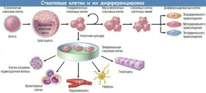 В чём разница между раковыми и стволовыми клетками?
