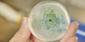 Цианобактерии вредны или всё таки полезны?