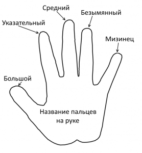 Чувствительность пальцев рук зависит от работы мозга?