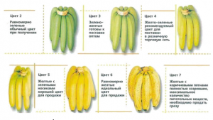 Сколько нужно съесть бананов, чтобы получить лучевую болезнь?