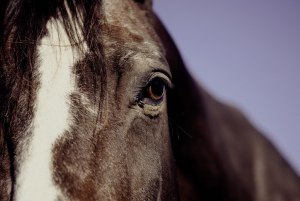 О чём плачут лошади. Какое чувство чаще вызывали лошади у рассказчика?
