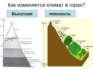 Для каких горных систем характерна высотная поясность?
