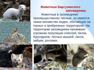 ОГЭ География, Какой заповедник России был создан для спасения соболя?