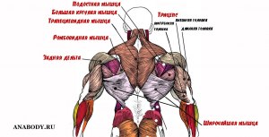 Как найти длину мышцы спины, если нервный импульс имеет напряжение 5мА?