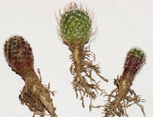 Какое оборудование использовать для исследования внешнего строения кактуса?