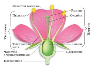 Какие из почек имеют зачатки соцветий и цветков?