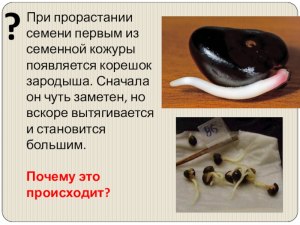 Что формируется при прорастании семени из зародышевой почечки?