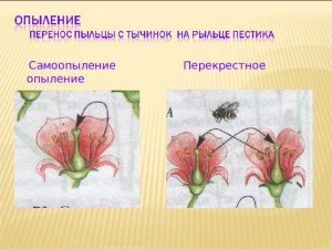 Как сравнить перекрёстное опыление и самоопыление?