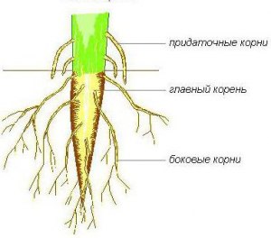 Как называют корни, которые образуются на корневище ландыша?