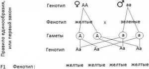 Как определить частоту генотипов АА, Аа и аа после установления равновесия?