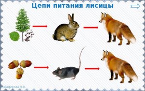 Как составить цепь питания: лиса, желуди, мыши?